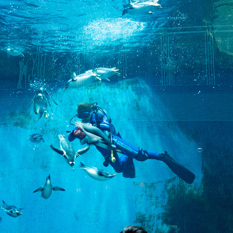 長崎ペンギン水族館