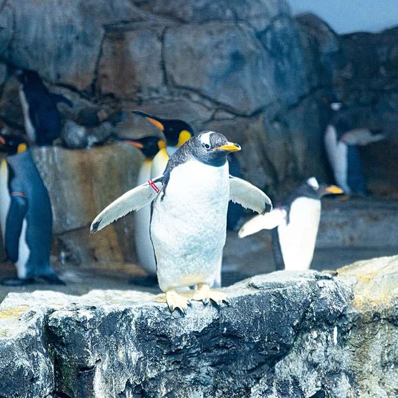 長崎ペンギン水族館