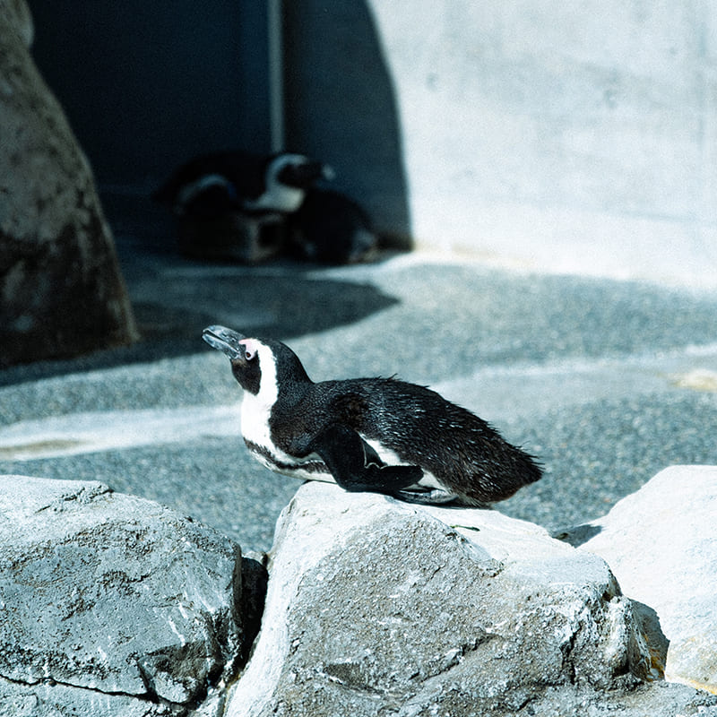 長崎ペンギン水族館