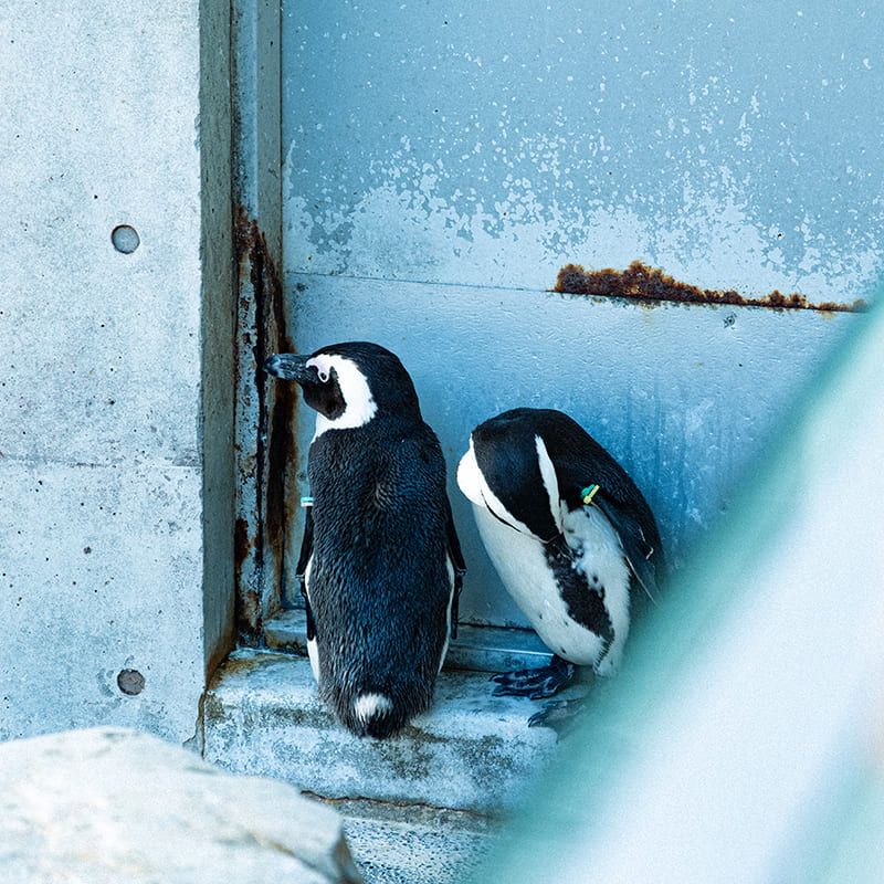 長崎ペンギン水族館